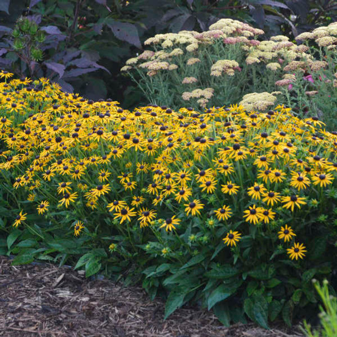 Rudbeckia fulgida var. sullivantii 'Little Goldstar'