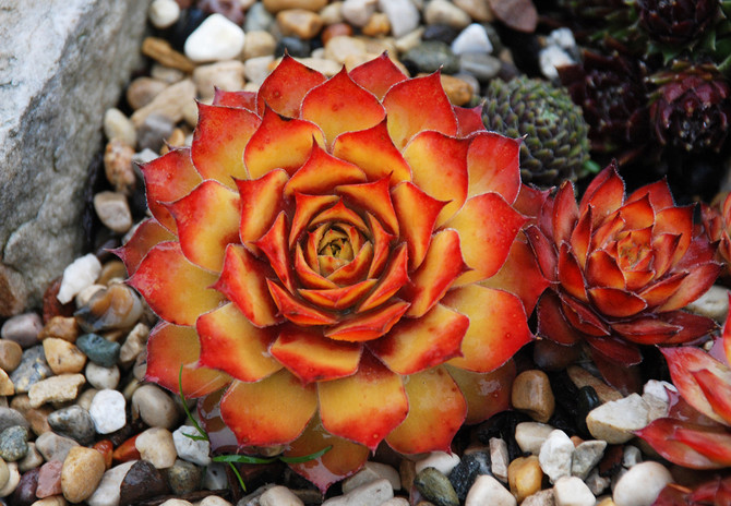 Sempervivum Chick Charms® 'Gold Nugget'