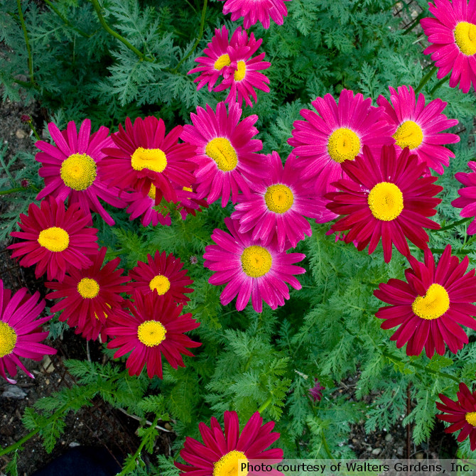 Tanacetum coccineum 'Robinson's Red'