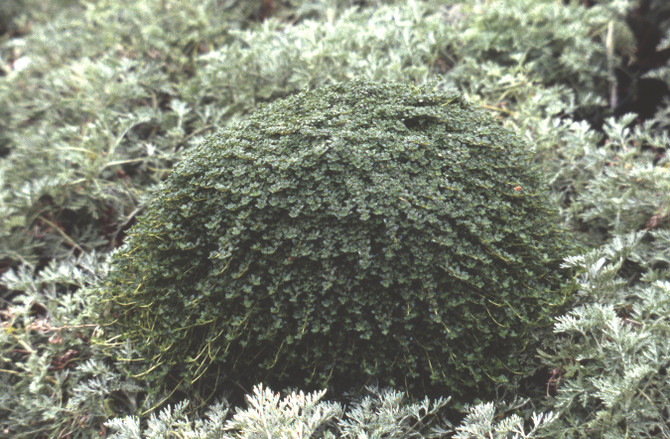 Thymus serpyllum 'Elfin'