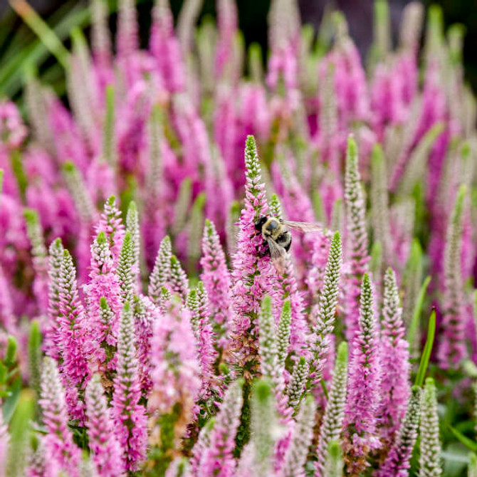 Veronica spicata Magic Show® 'Pink Potion'