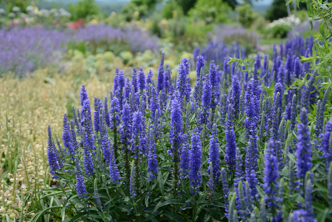 Veronica spicata 'Moody Blues® Dark Blue'