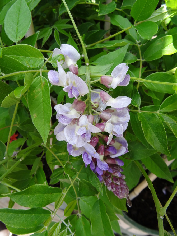 Wisteria macrostachya 'Blue Moon'