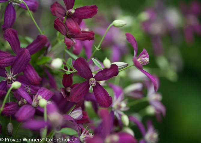 Clematis 'Sweet Summer Love'