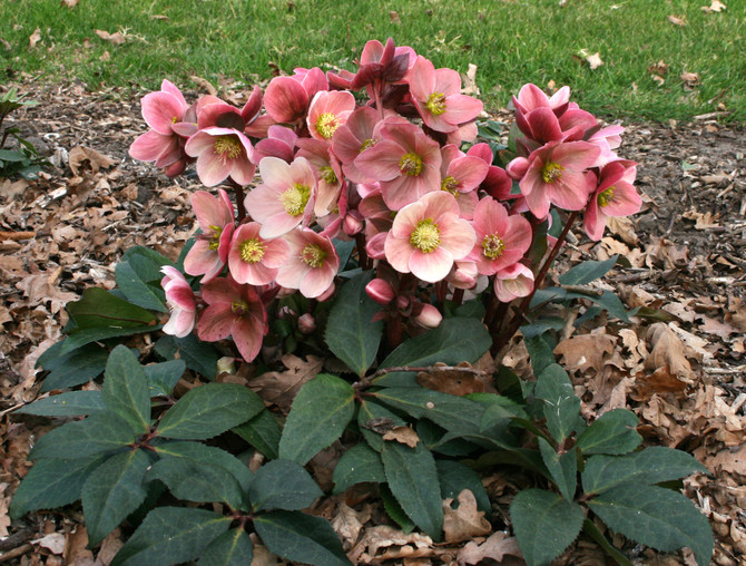 Helleborus Gold Collection® 'Pink Frost'
