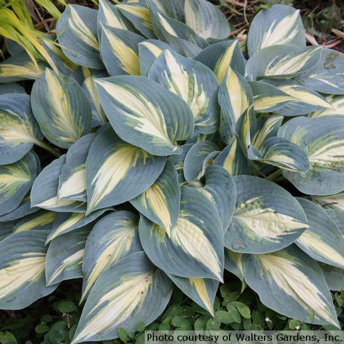 Hosta 'High Society'