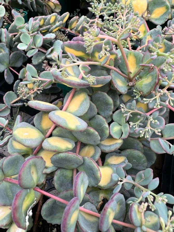 Sedum 'Mediovariegatum