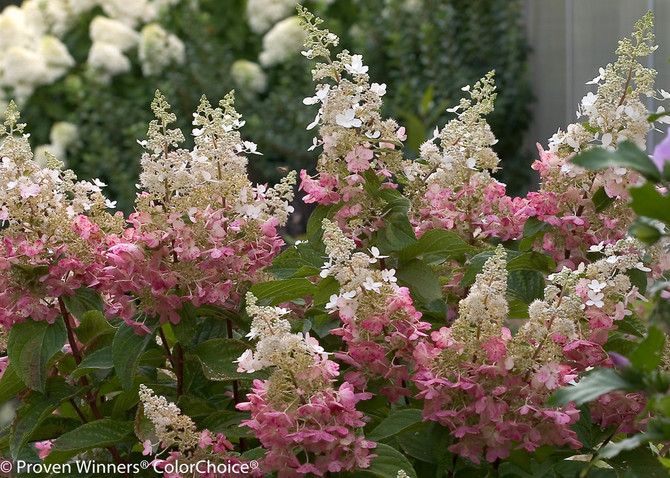 Hydrangea paniculata 'Pinky Winky®'