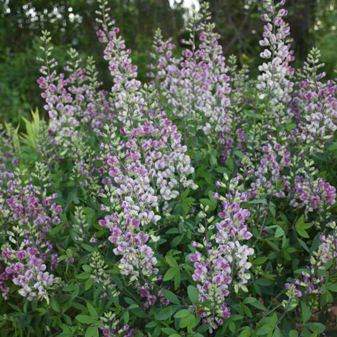 Baptisia 'Plum Rosy'