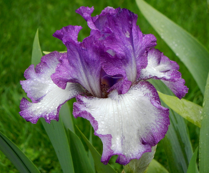 Iris germanica 'Marisposa Autumn'