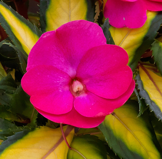 Impatiens Sunpatiens® Compact Tropical Rose bloom