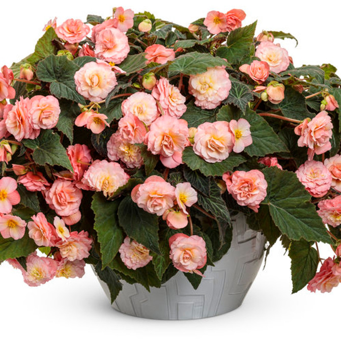 Begonia x hybrid 'Double Delight™ Blush Rose' in decorative pot