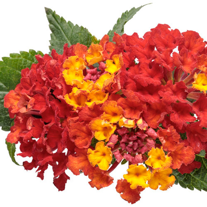 Lantana camara 'Luscious® Royale Red Zone™' flower