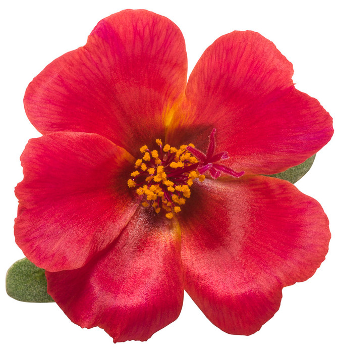Portulaca umbraticola 'Mojave® Red' flower