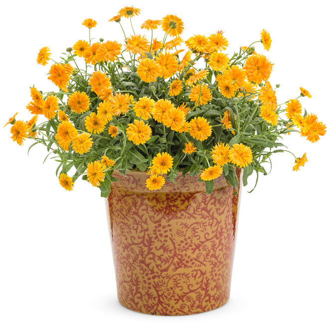 Calendula hybrid 'Lady Godiva® Orange'