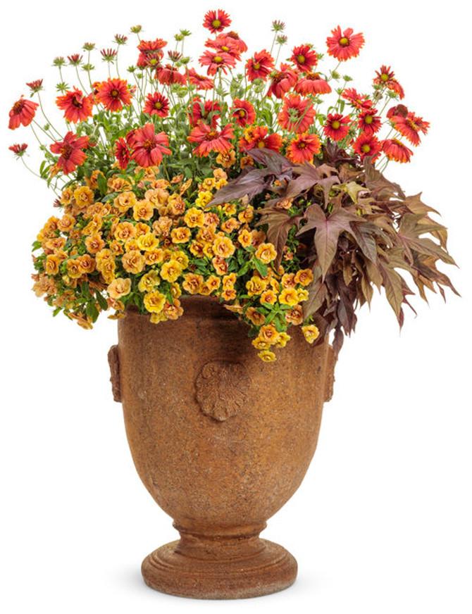 Calibrachoa hybrid 'Superbells® Double Amber' combination