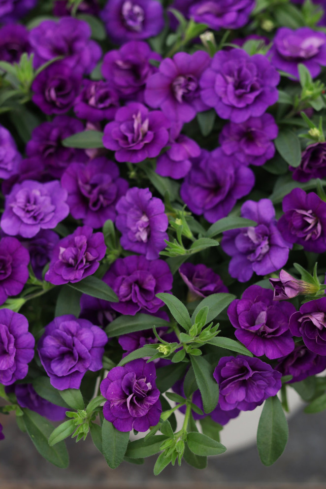 Calibrachoa hybrid 'Superbells® Double Blue' close up