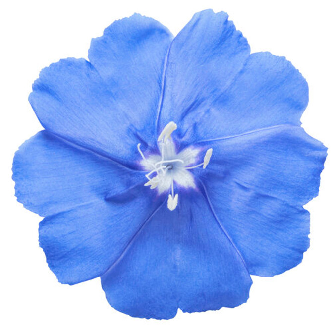 Evolvulus hybrid 'Blue My Mind® XL' flower