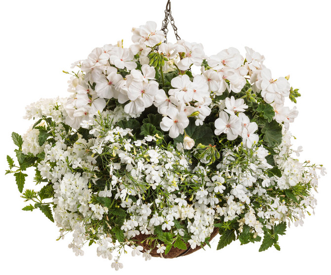 Lobelia erinus 'Laguna® Cloud White™' combination