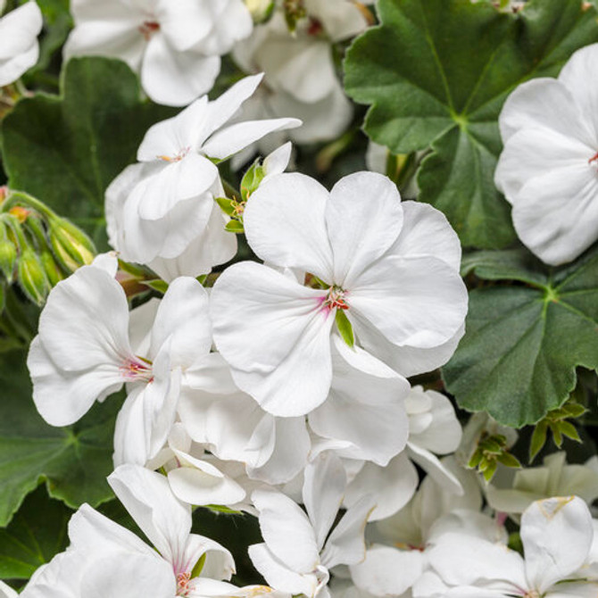 Pelargonium 'Boldly® White' Improved