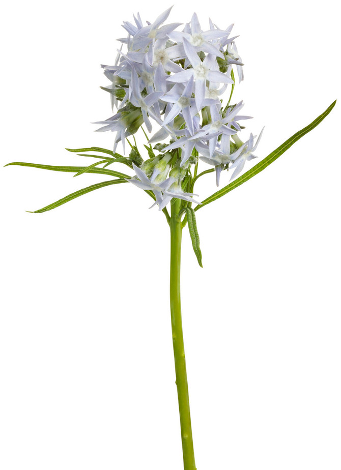 Amsonia 'String Theory' bloom