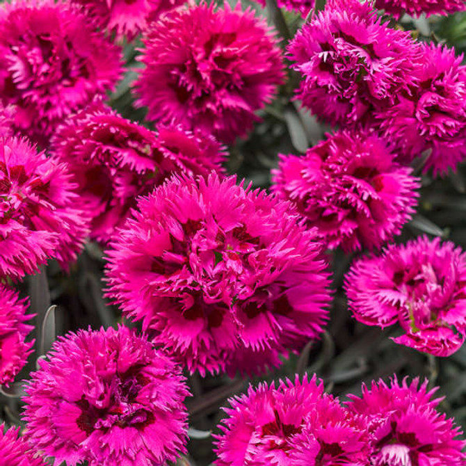Dianthus FRUIT PUNCH® 'Spiked Punch' close up