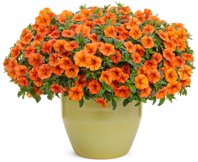 Calibrachoa hybrid 'Superbells® Dreamsicle®' in decorative pot