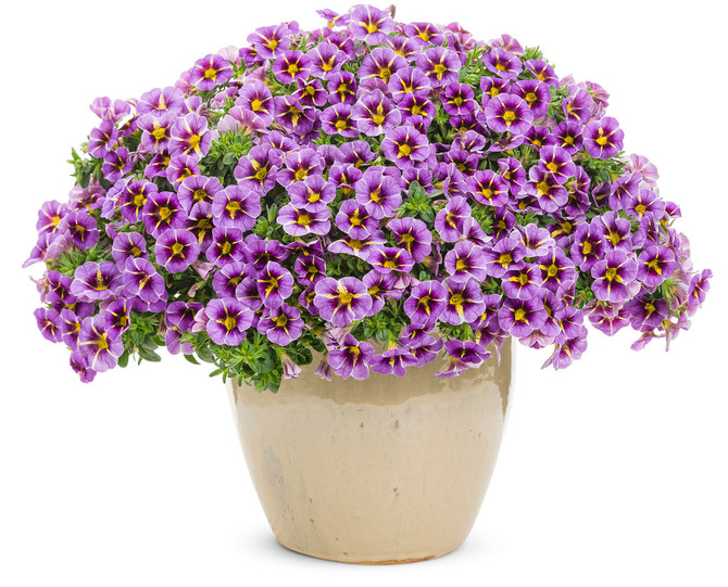 Calibrachoa hybrid 'Superbells® Evening Star™' in decorative pot
