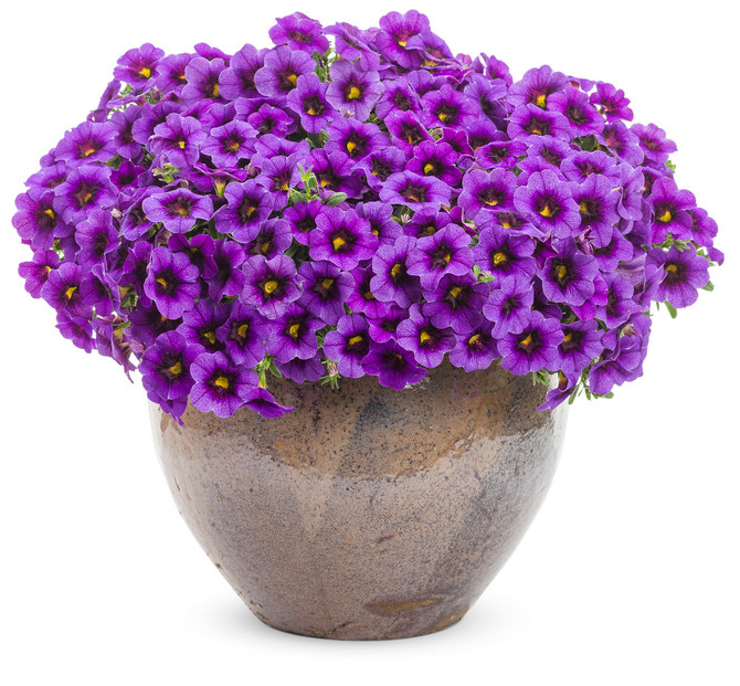 Calibrachoa hybrid 'Superbells® Grape Punch™' in decorative pot