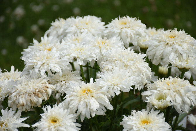Leucanthemum x superbum AMAZING DAISIES® 'Marshmallow'