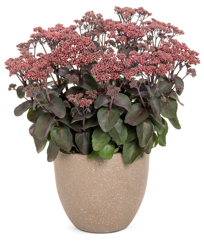 Sedum ROCK 'N GROW® 'Back in Black'