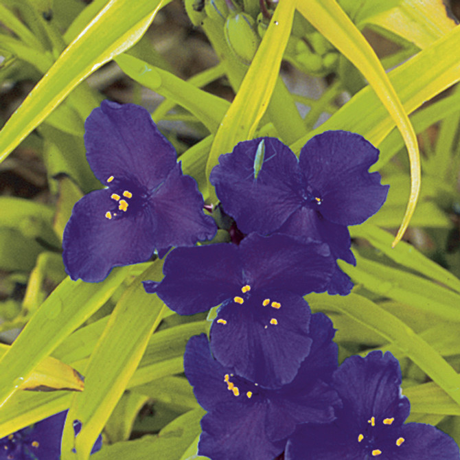 Tradescantia andersoniana 'Sweet Kate' ('Blue & Gold')