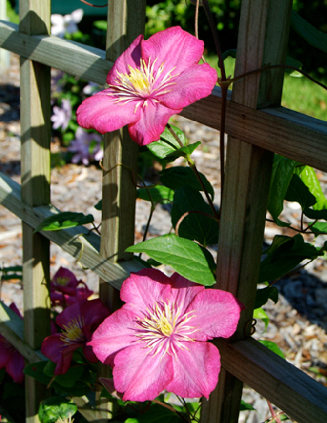 Clematis 'Ville de Lyon'