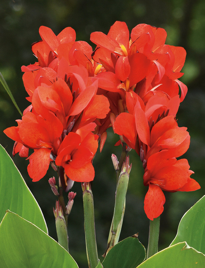 Canna generalis 'Toucan® Scarlet'