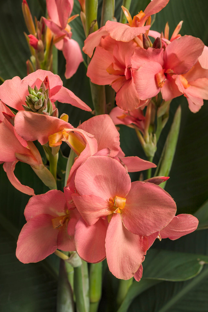 Canna generalis 'Toucan® Coral'