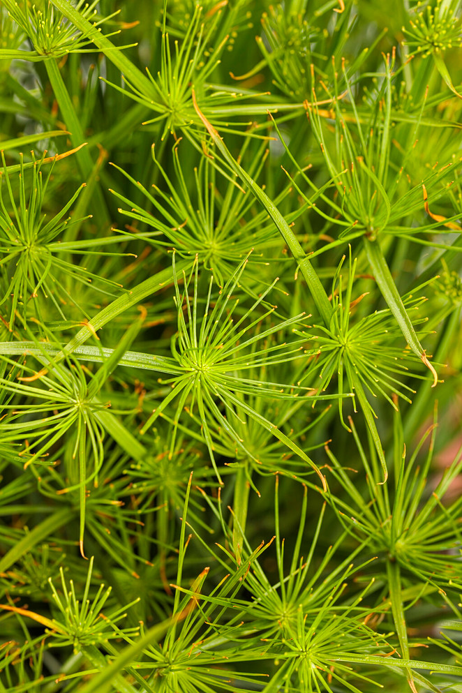 Cyperus Graceful Grasses® 'Queen Tut™'