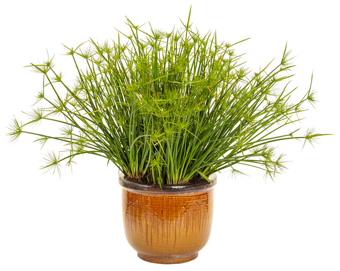 Cyperus Graceful Grasses® 'Queen Tut™' in decorative pot