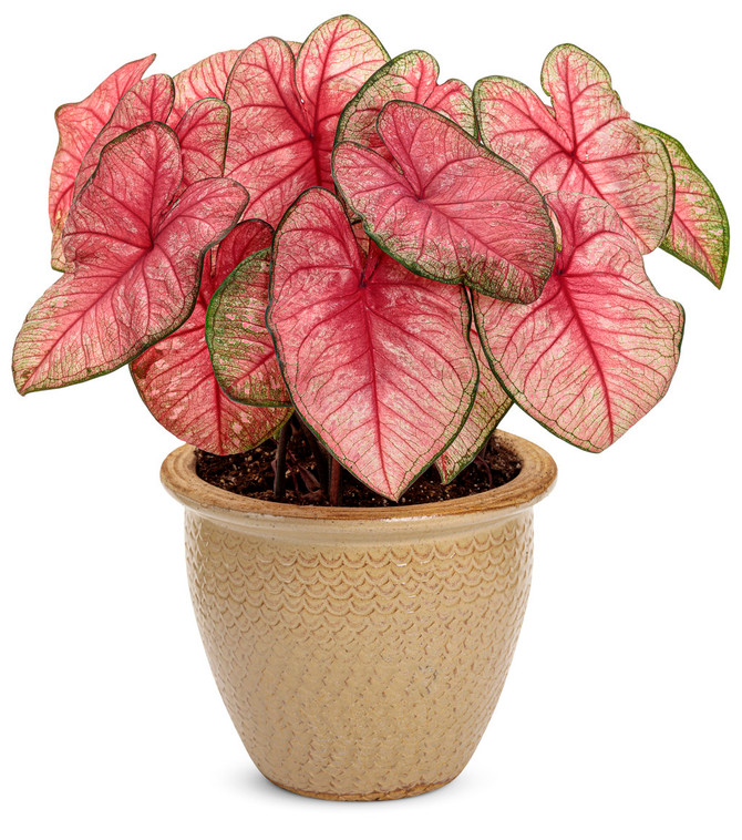 Caladium hortulanum Heart to Heart® 'Radiance' in decorative pot