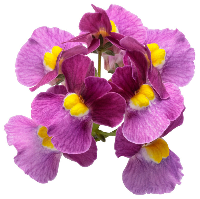 Nemesia fruticans 'Aromance® Mulberry™' flower