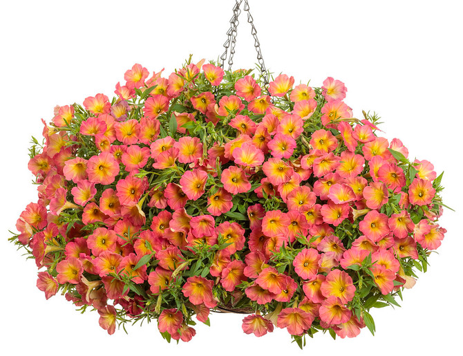 Petunia hybrid 'Supertunia® Persimmon' in hanging basket