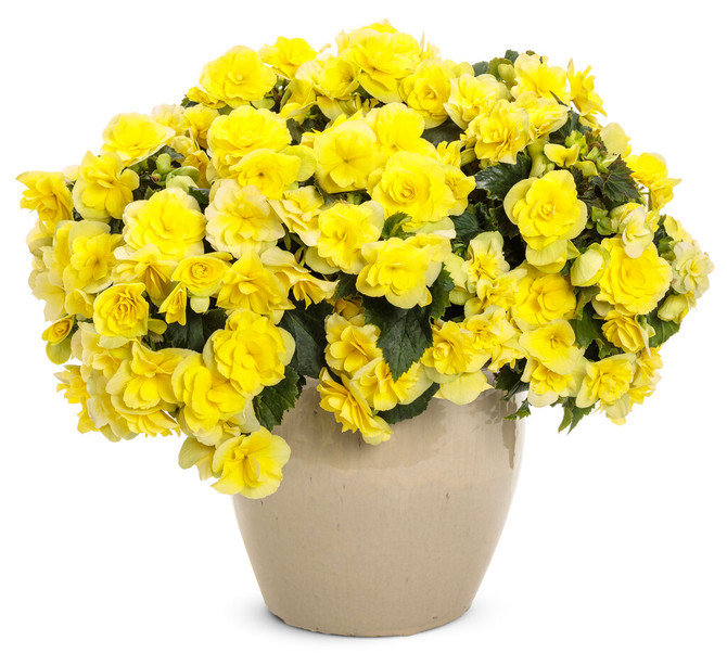 Begonia 'Solenia® Yellow' in pot