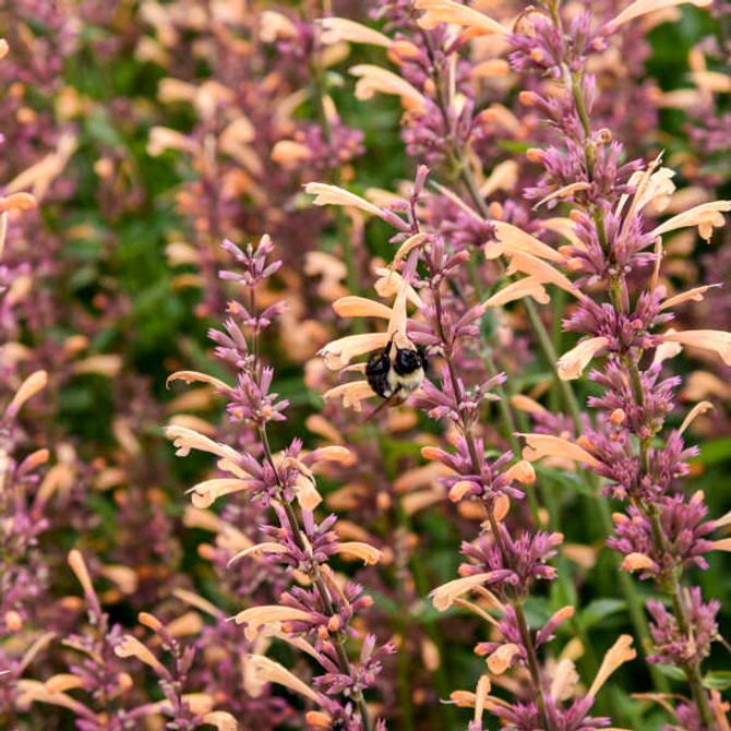 Agastache MEANT TO BEE™ 'Queen Nectarine' close up