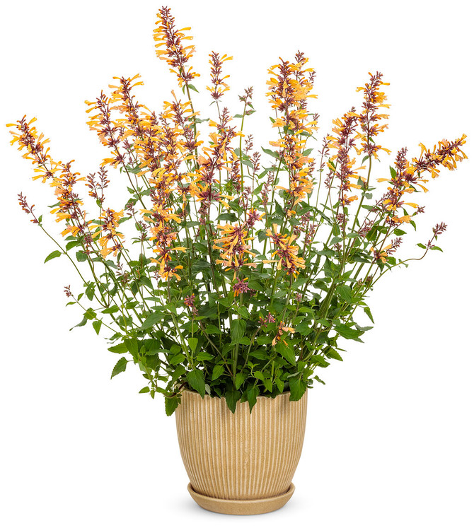 Agastache MEANT TO BEE™ 'Queen Nectarine' in pot