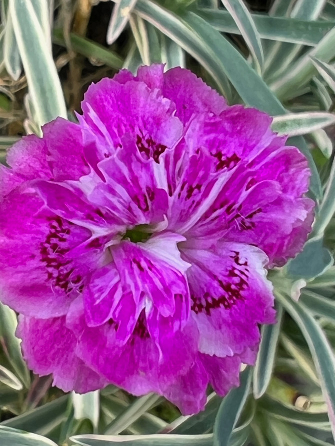 Dianthus 'Edgehog'