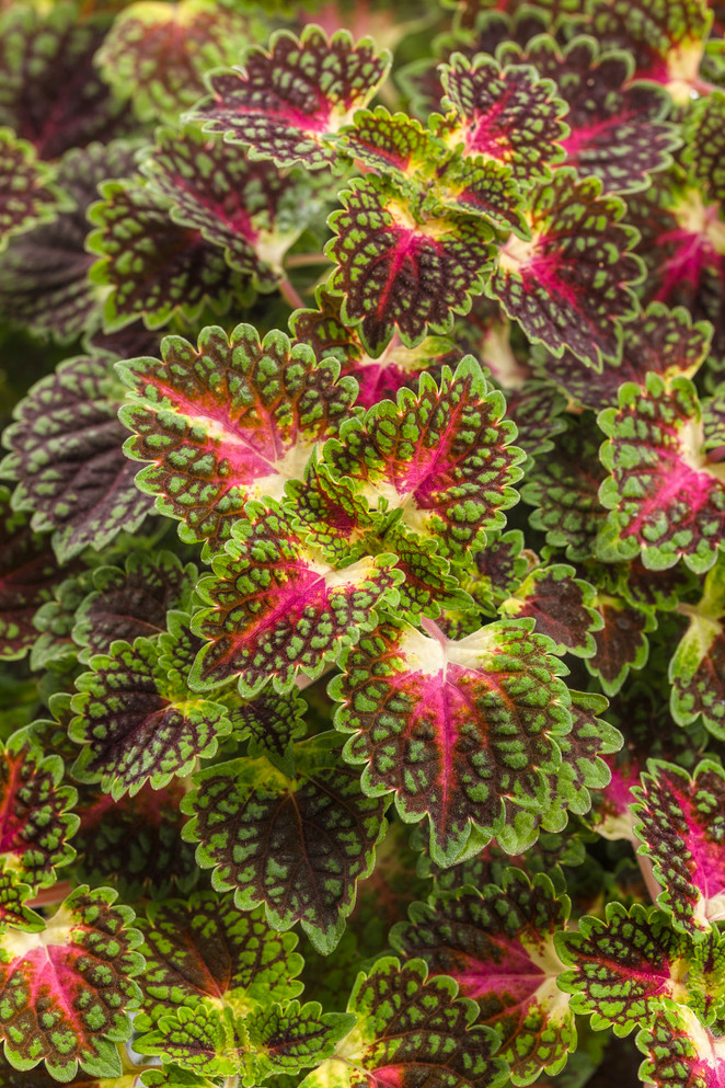 Coleus Solenostemon scutellarioides 'Colorblaze® Strawberry Drop'