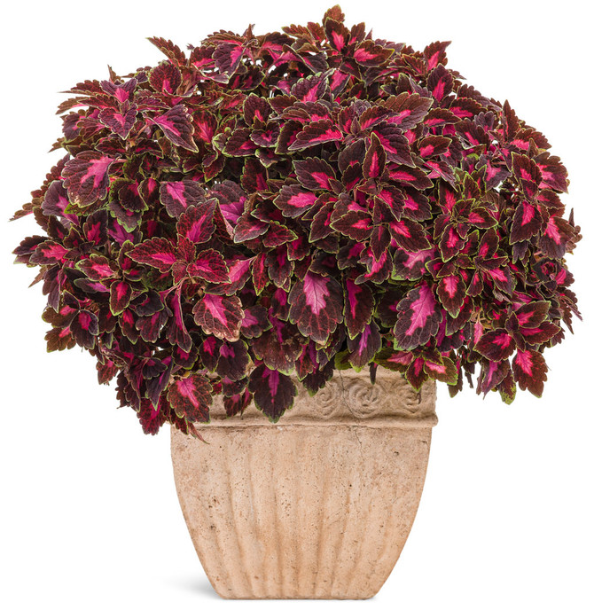 Coleus Solenostemon scutellarioides 'ColorBlaze® Velveteen®' in decorative pot