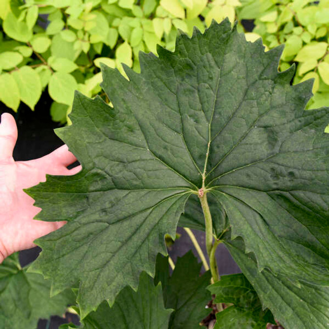 Ligularia 'Tractor Seat'