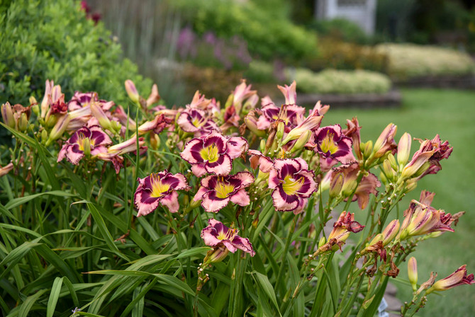 Hemerocallis Rainbow Rhythm® 'Sound of My Heart'