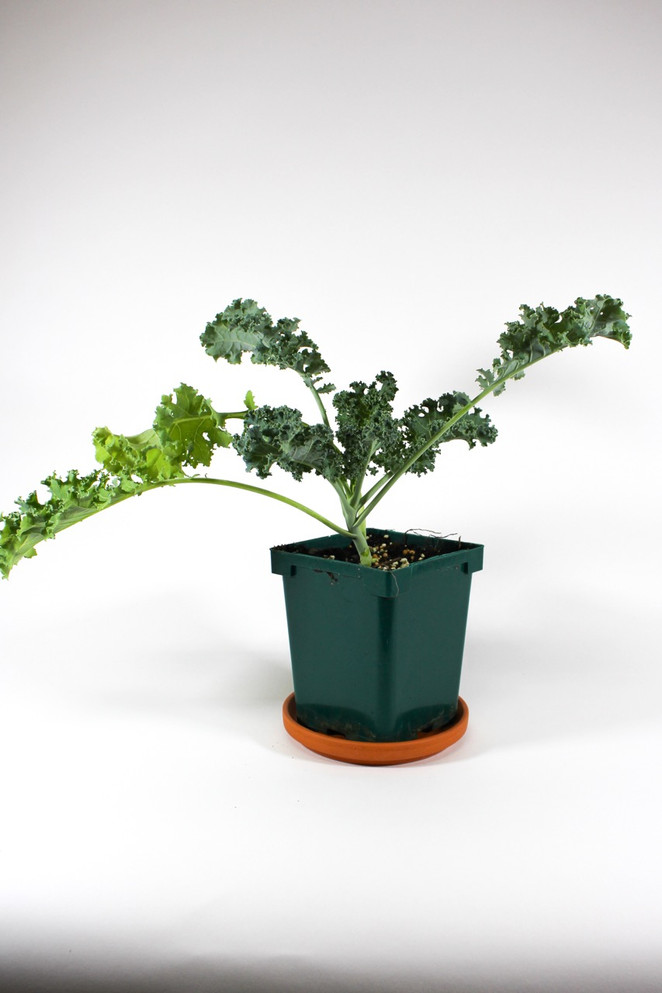 Ornamental Kale 'Prizm' in quart pot