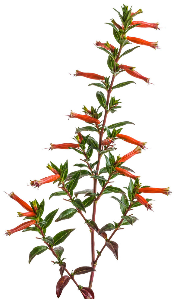 Cuphea hybrid 'Vermillionaire®' flower
